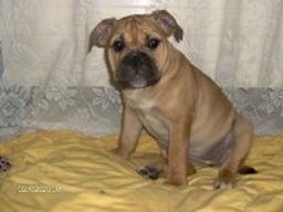 continental_bulldog_20211130_1604198667